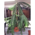 7-1/2 ft Norfolk Island Pine Tree in Terracota Pot
